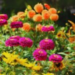 How to Grow Violet Flowers: A Comprehensive Guide