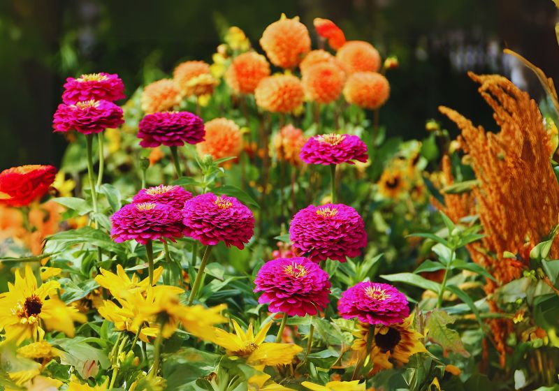 10 Little-Known Facts About Dahlias You Need to Know