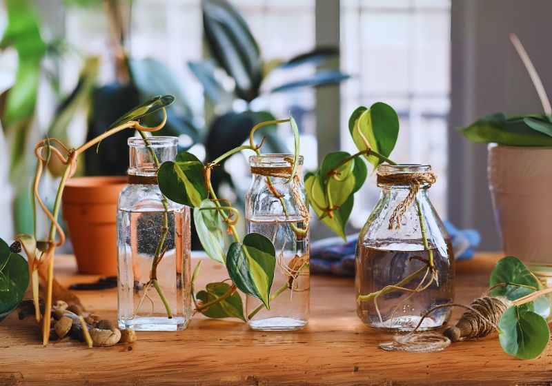 Therapeutic Gardening