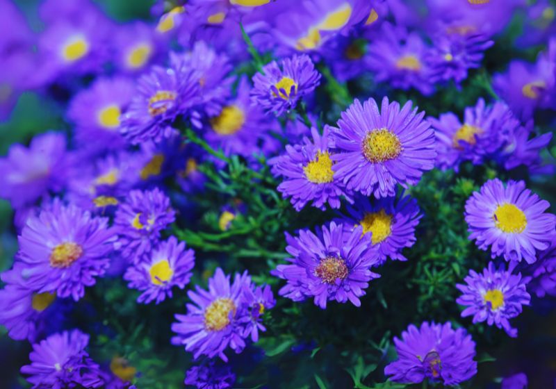 Aster Flowers