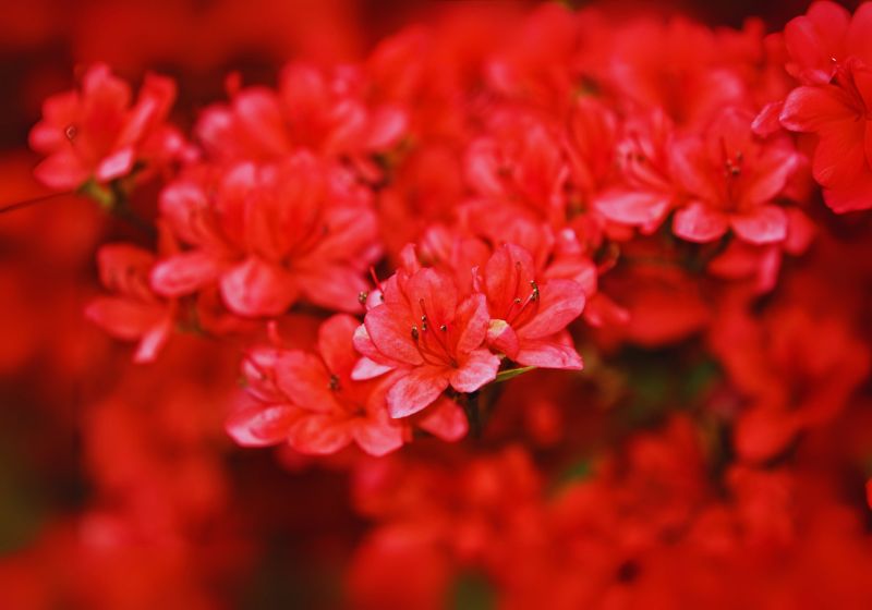 Azalea (Rhododendron)