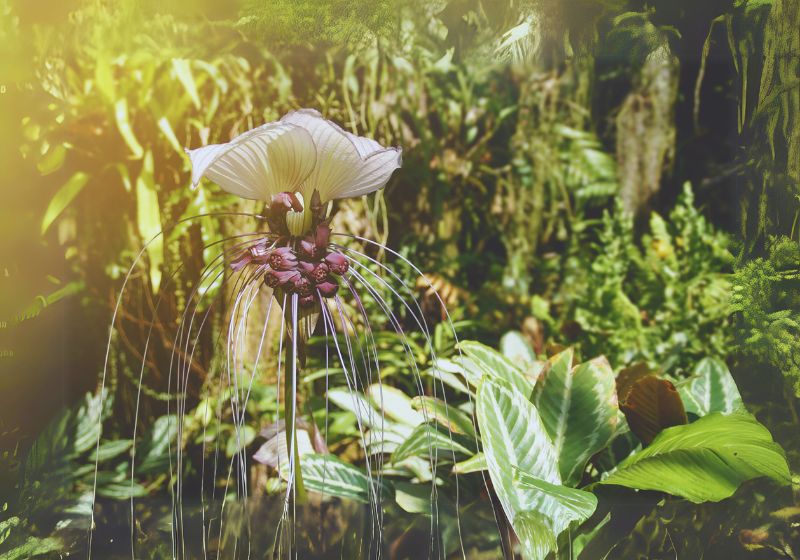 Bat Orchid (Tacca chantrieri)