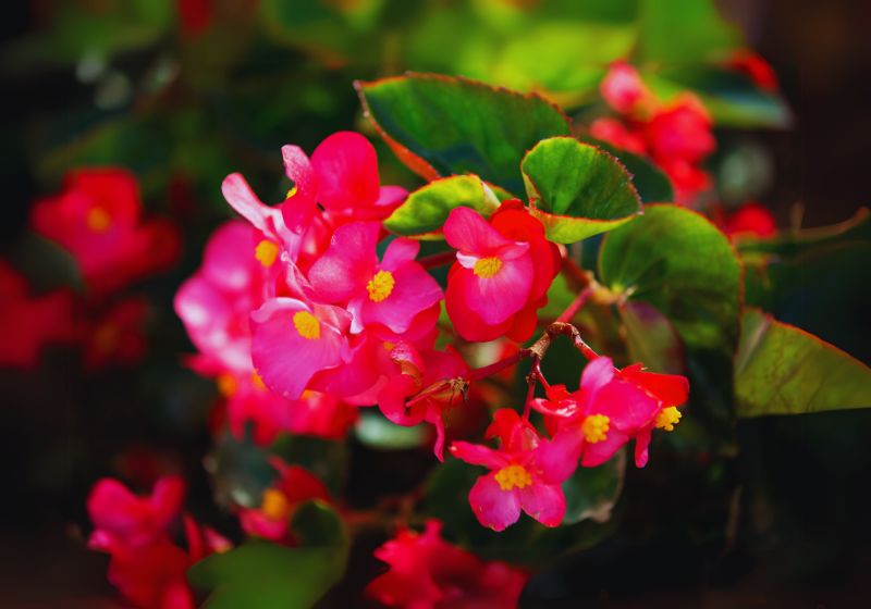 Begonia (Begonia spp.)