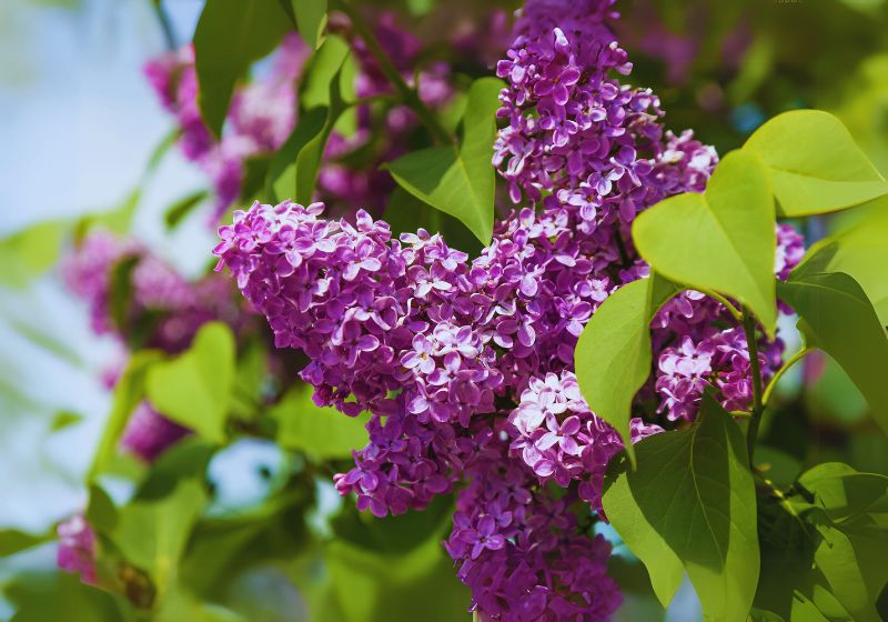 Benefits of Growing Boomerang Lilacs