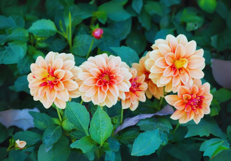 Benefits of Growing Dahlias
