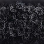 10 Interesting Things You Should Know About Peony Flowers