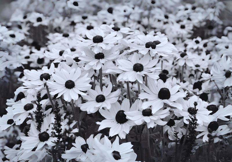 Why Grow Black Flowers?