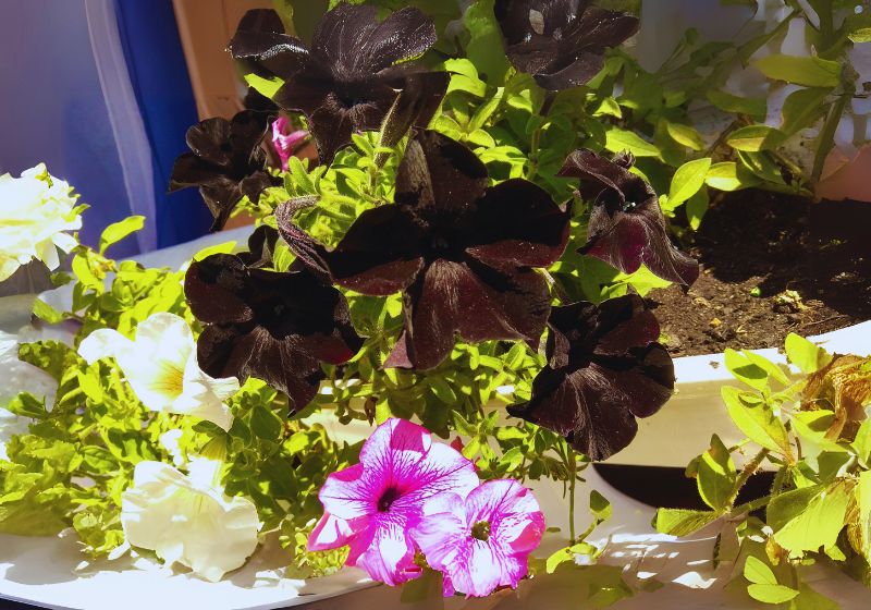 Black Velvet Petunia