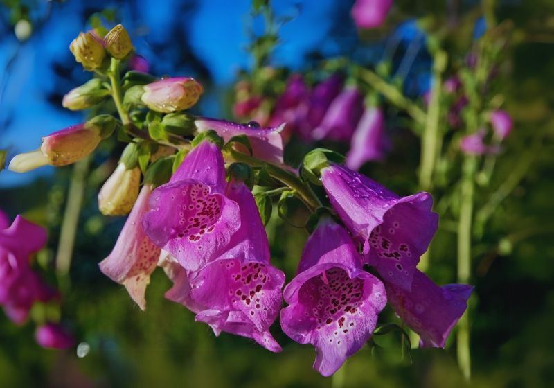 Foxglove (Digitalis purpurea)