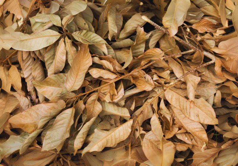 Browning or Dry Leaves