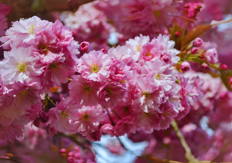 Cherry Blossom (Prunus serrulate)