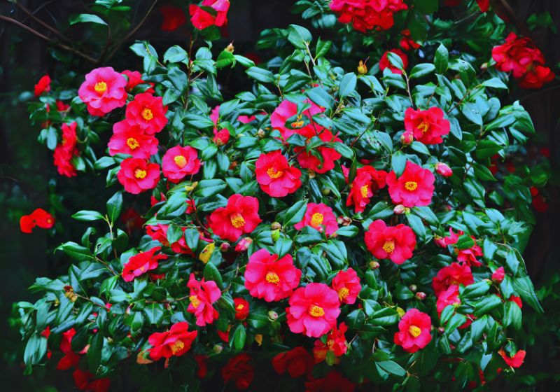 Camellia (Camellia japonica)