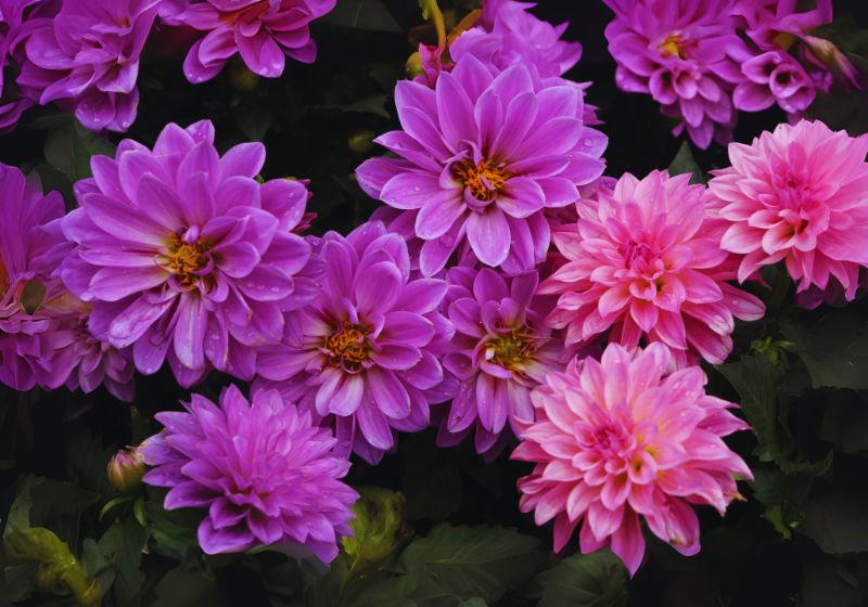 Dahlia (Dahlia pinnata)