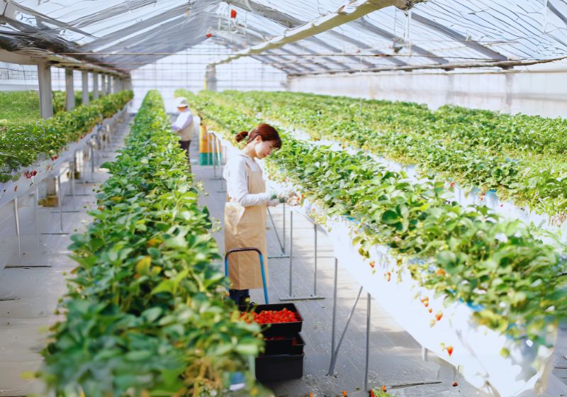 Dahlia growers gain advantage at flower show events