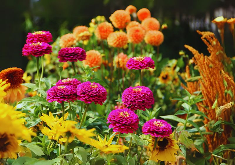 Dahlias need regular care to grow strong and show their best flowers