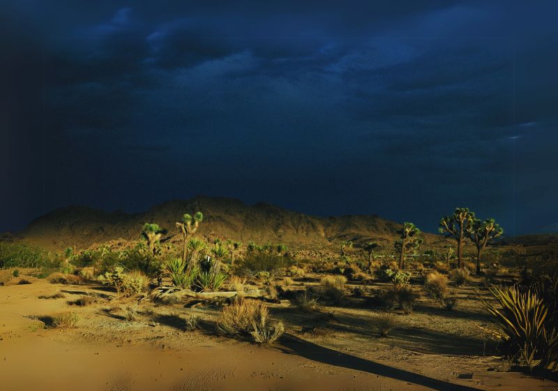 Discover Yucca Valley