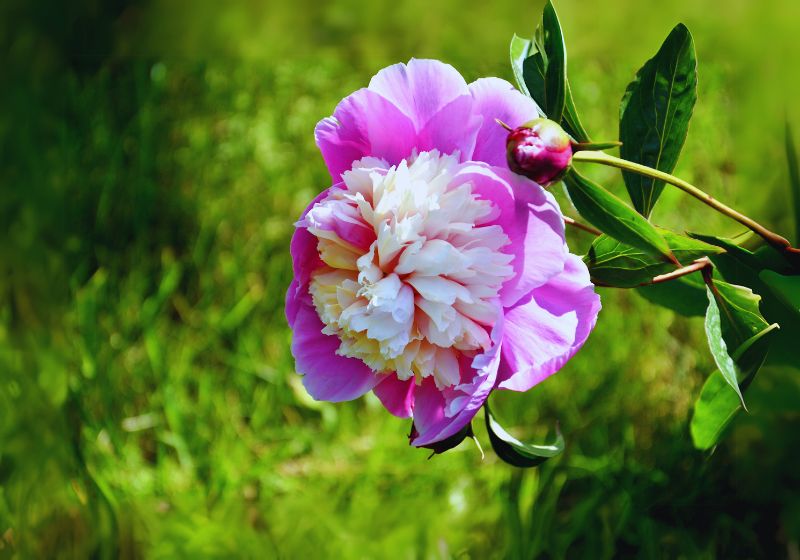Clematis (Clematis spp.)