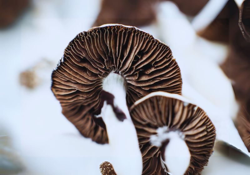 Edible and Medicinal Uses