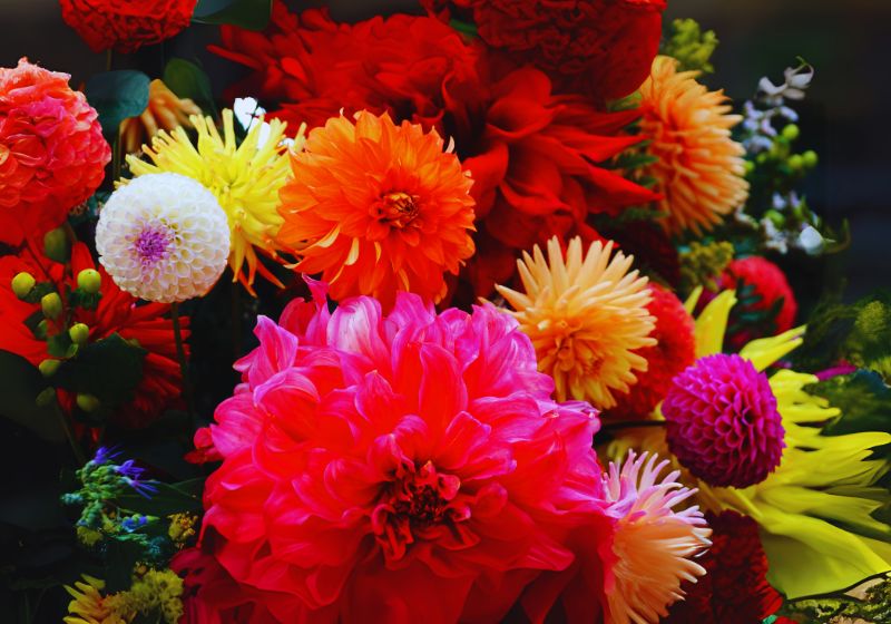 Varieties of Dahlia exist throughout the entire color spectrum