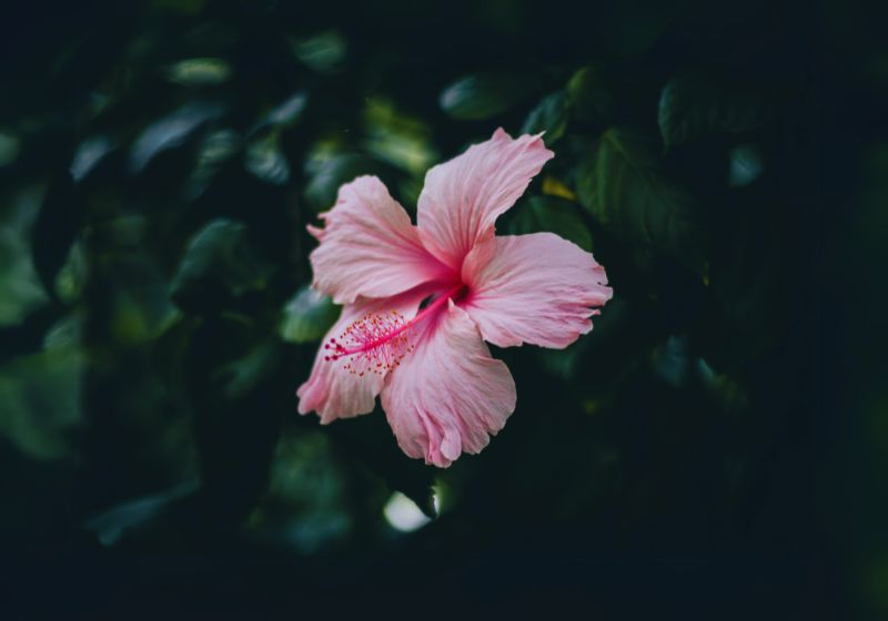 Hibiscus (Hibiscus rosa-sinensis)