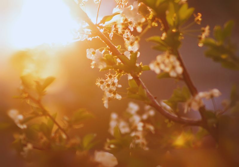 Spring
