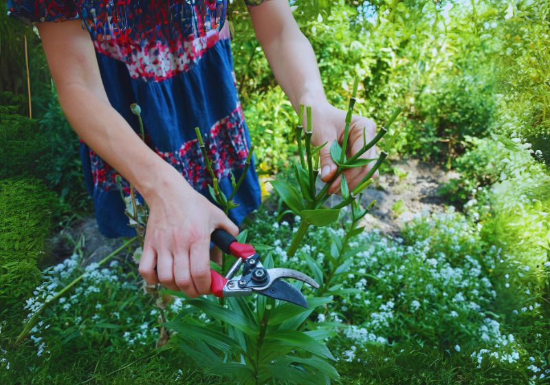 Cuttings