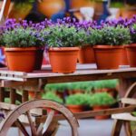 Comprehensive Guide to 15 Types of Yucca Plants