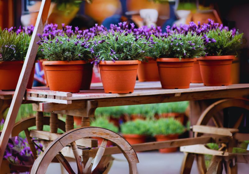 Lavender Plants