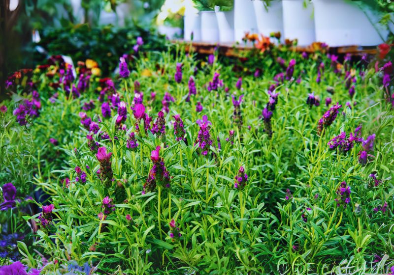 Spanish lavender