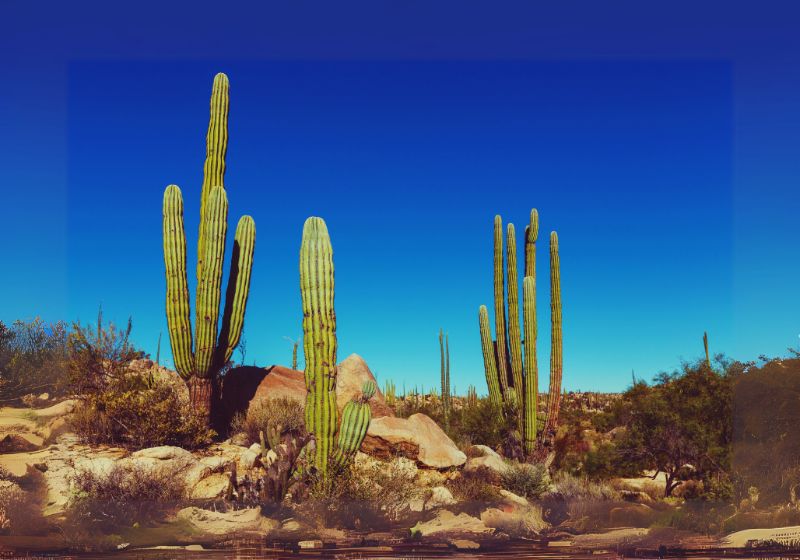 Mexico’s National Flower