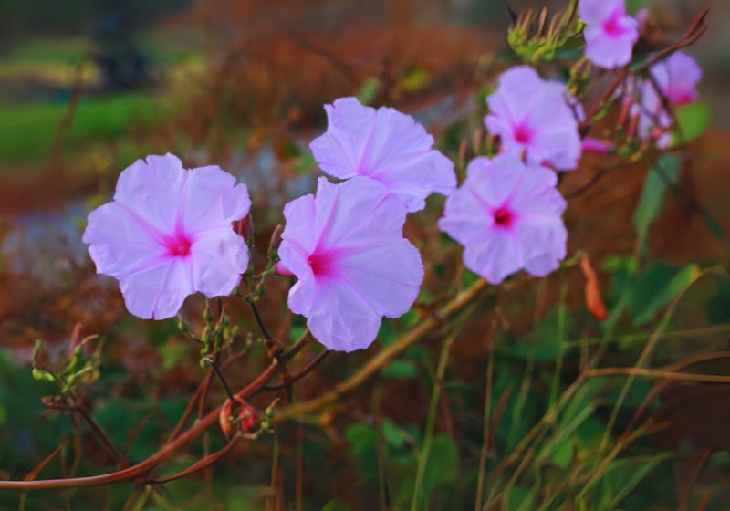Morning Glory (Ipomoea tricolor)