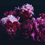 10 Interesting Things You Should Know About Peony Flowers