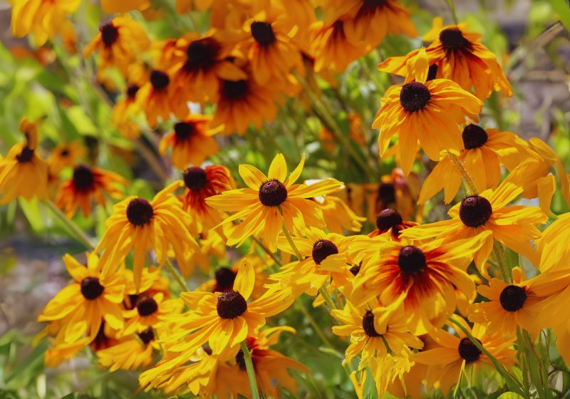 They Are Perennials with a Twist