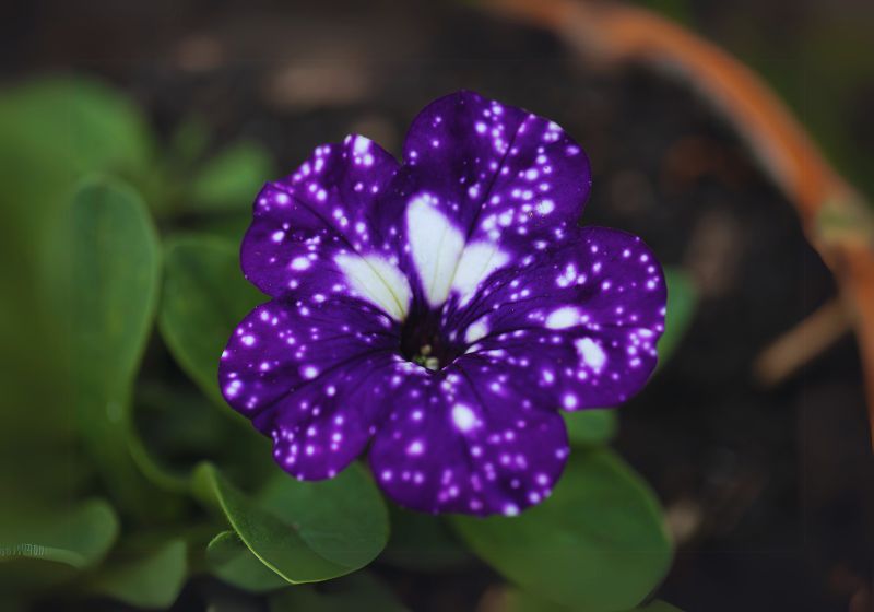 Petunia (Petunia x hybrid)