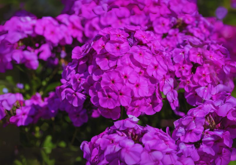 Phlox (Phlox paniculate)
