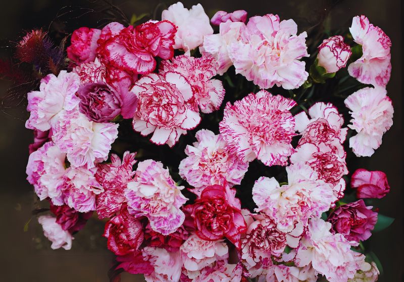 Impatiens (Impatiens Wallerian)