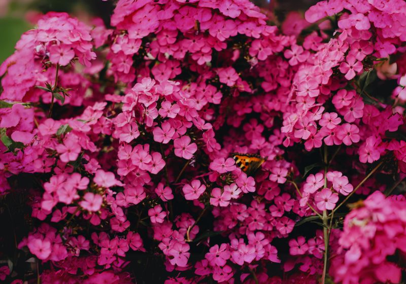 Guide to 24 Pink Flowers That Brighten Up Your Garden