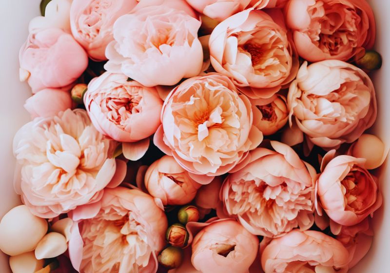 Challenges in Growing Peonies