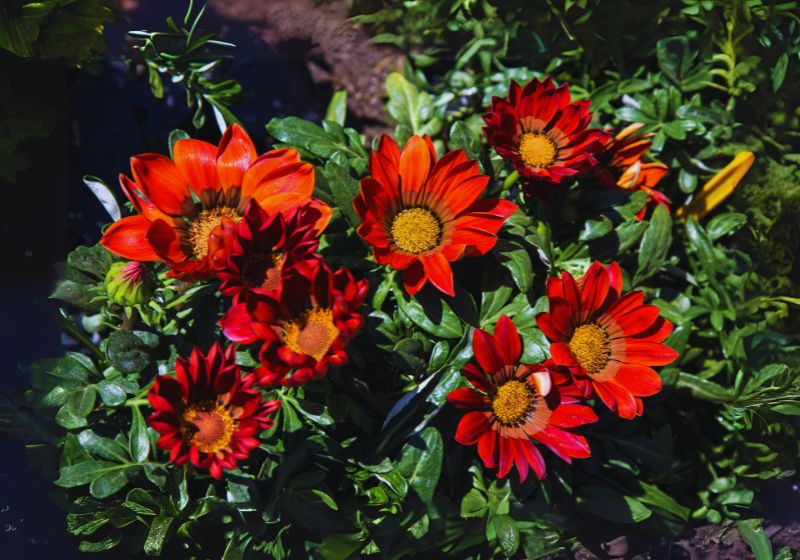 Plant Members of Asteraceae.
