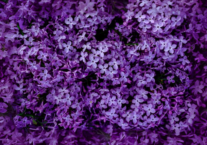 Boomerang Lilac: How to Plant and Grow 2024 Guide