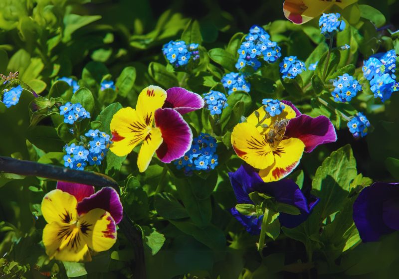 Popular Aster Varieties
