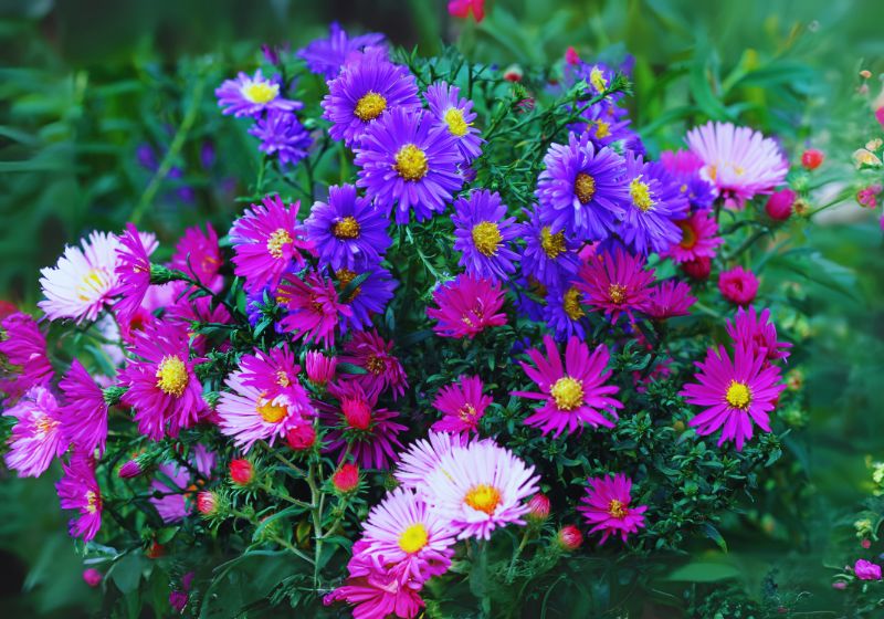 Pruning and Deadheading