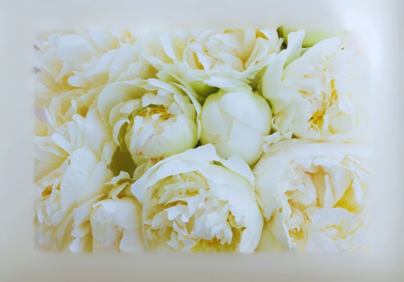 Peony Flowers