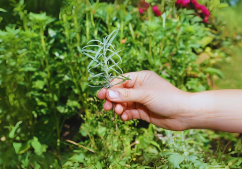 Propagating Spanish Lavender