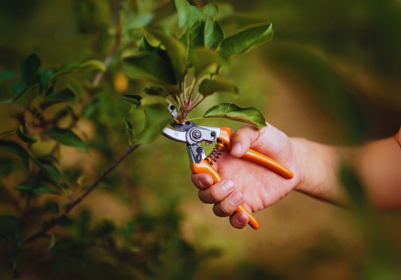 Pruning