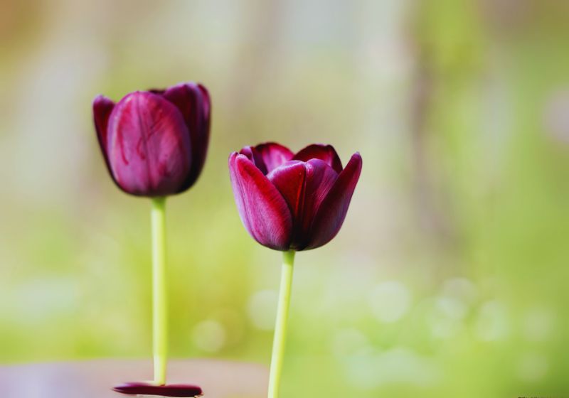 Queen of Night Tulip