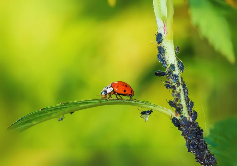 Resistant to Many Pests