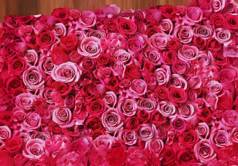 Rose (Rosa)