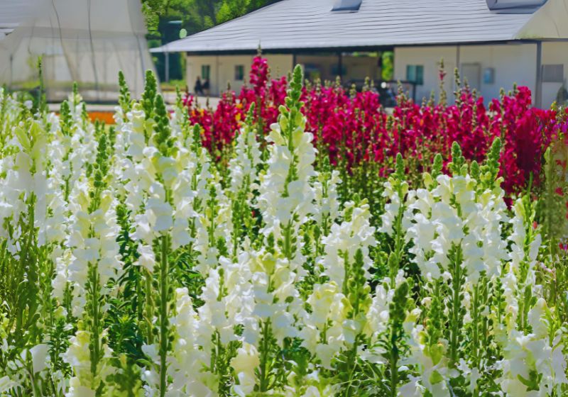 Snapdragon (Antirrhinum majus)