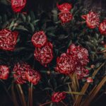 Comprehensive Guide to 15 Types of Yucca Plants